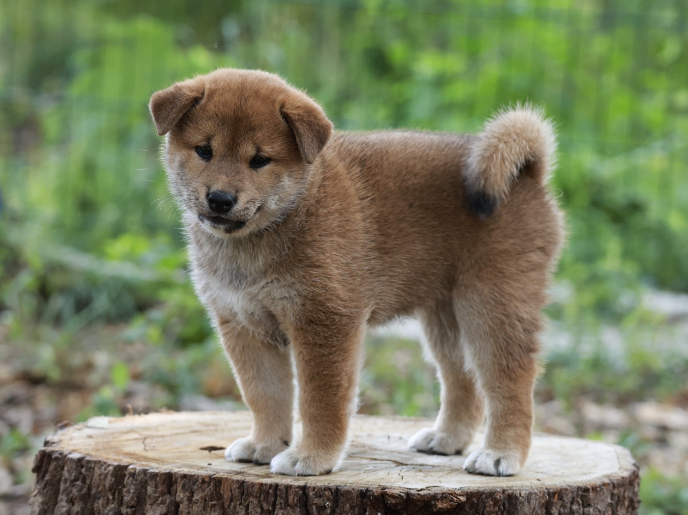 Nippon'ai - Chiots disponibles - Shiba