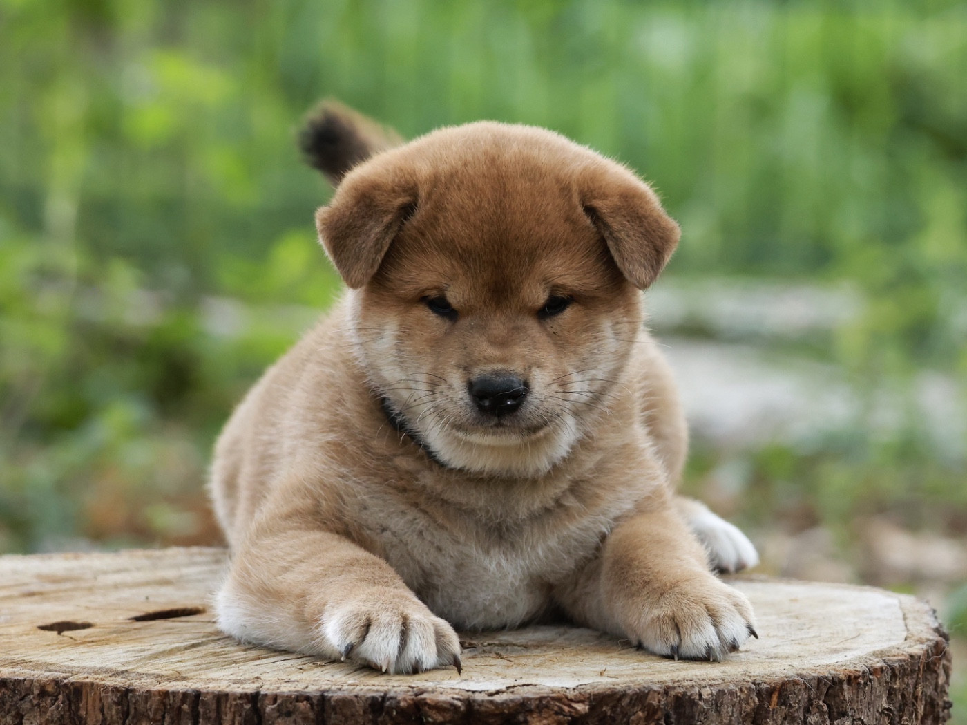 Nippon'ai - Chiots disponibles - Shiba