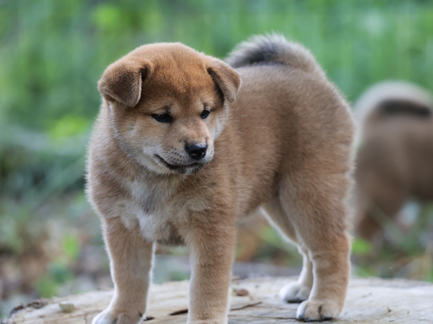 Nippon'ai - Chiots disponibles - Shiba
