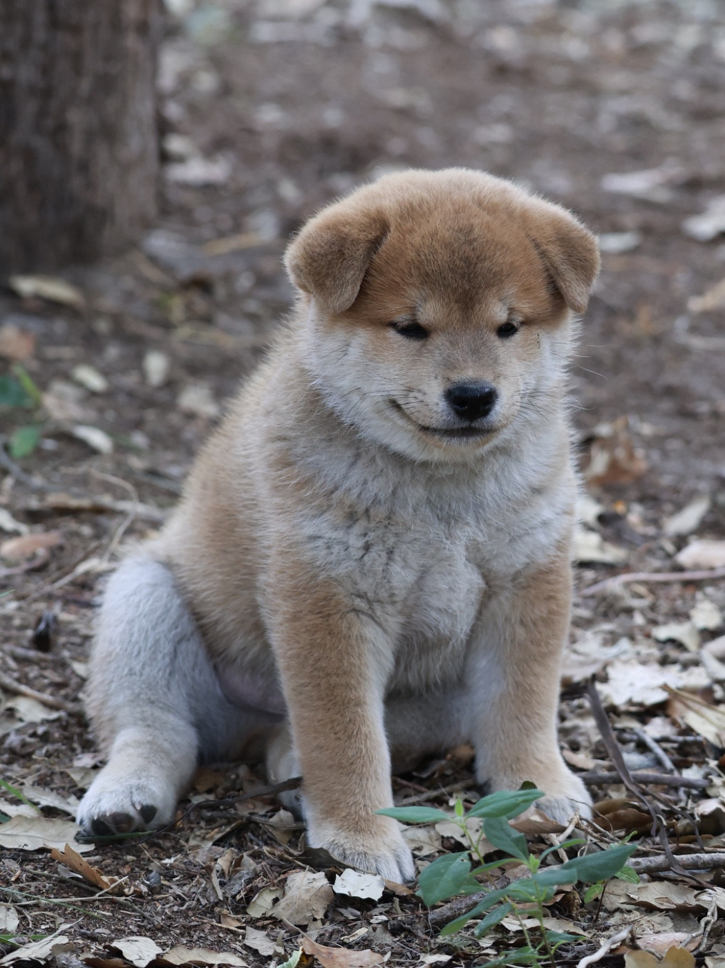 Nippon'ai - Chiots disponibles - Shiba