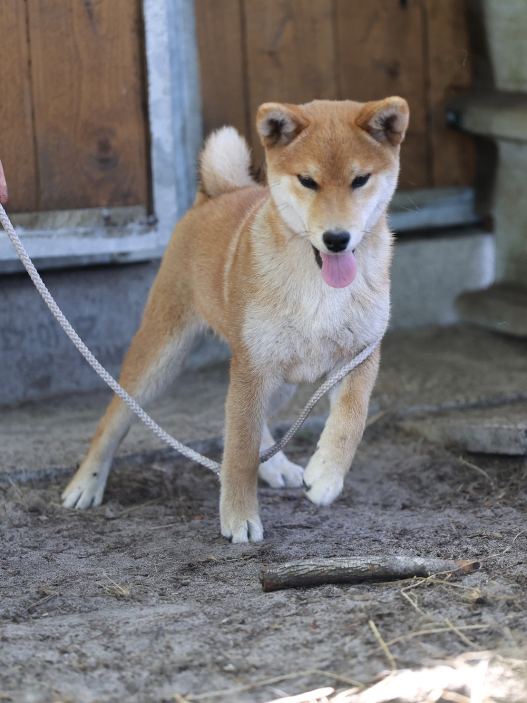 Nippon'ai - Chiots disponibles - Shiba