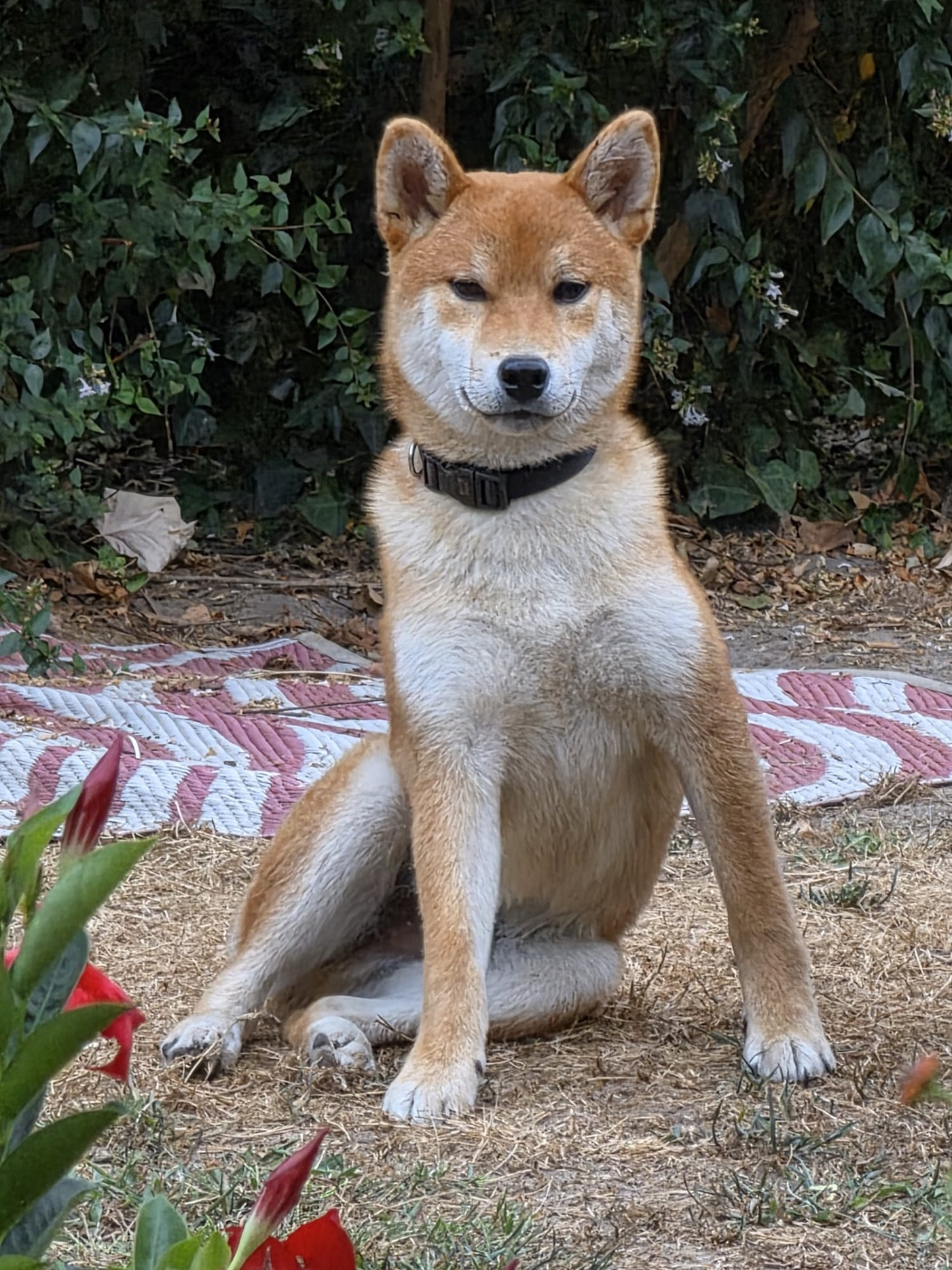Nippon'ai - Chiots disponibles - Shiba