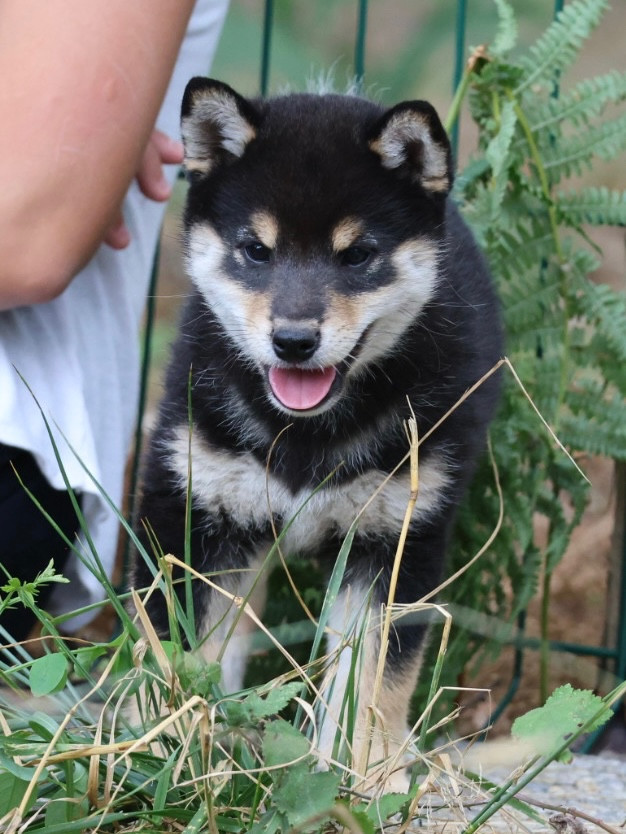 Nippon'ai - Chiots disponibles - Shiba