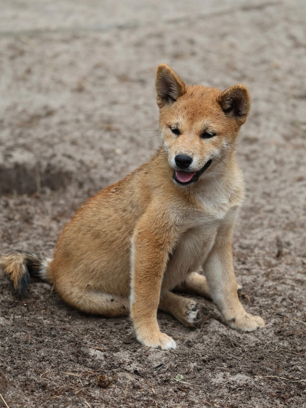 Nippon'ai - Chiots disponibles - Shiba