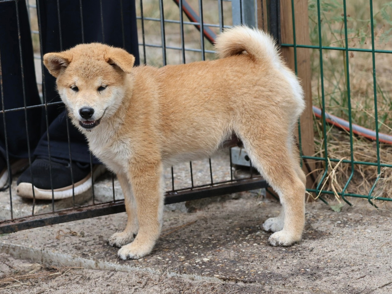 Nippon'ai - Chiots disponibles - Shiba