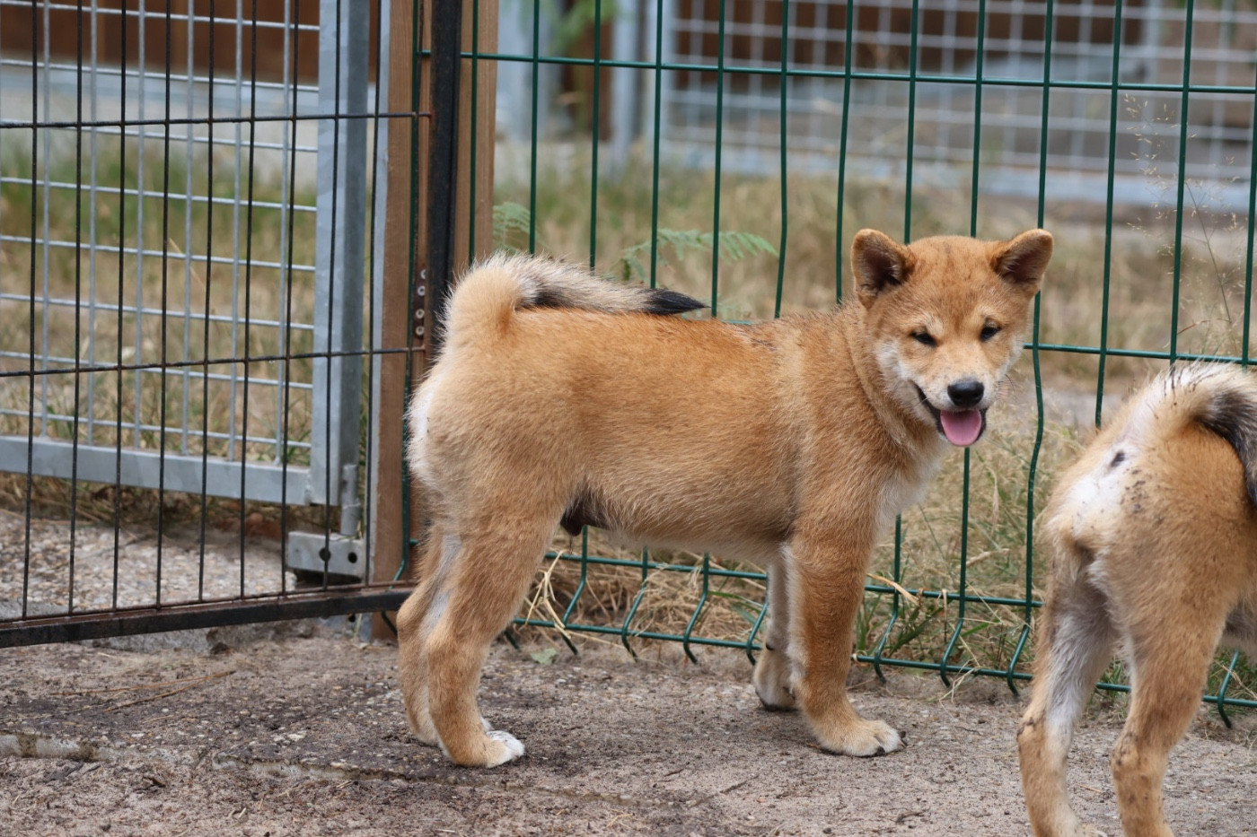 Nippon'ai - Chiots disponibles - Shiba