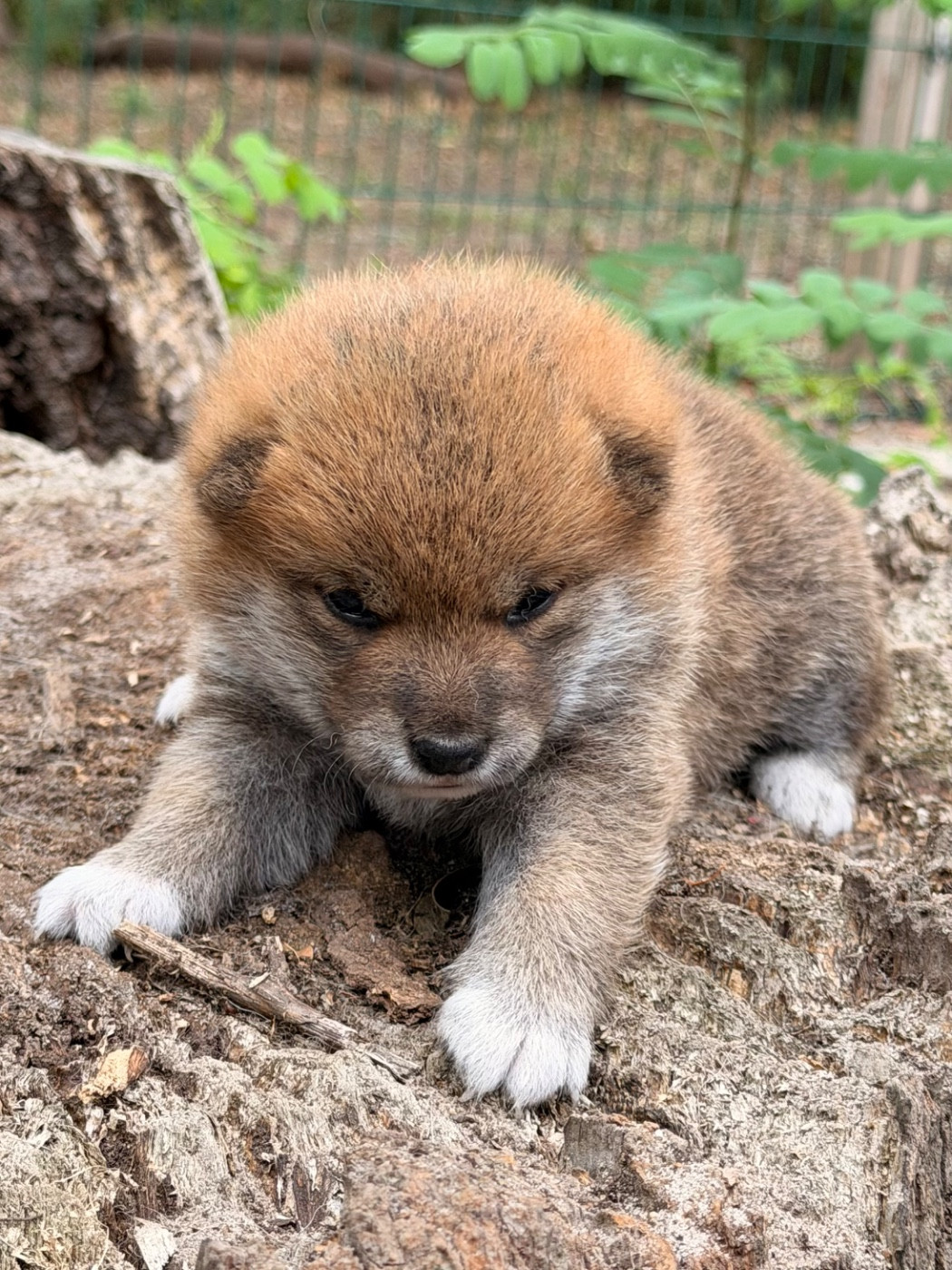 Nippon'ai - Chiots disponibles - Shiba