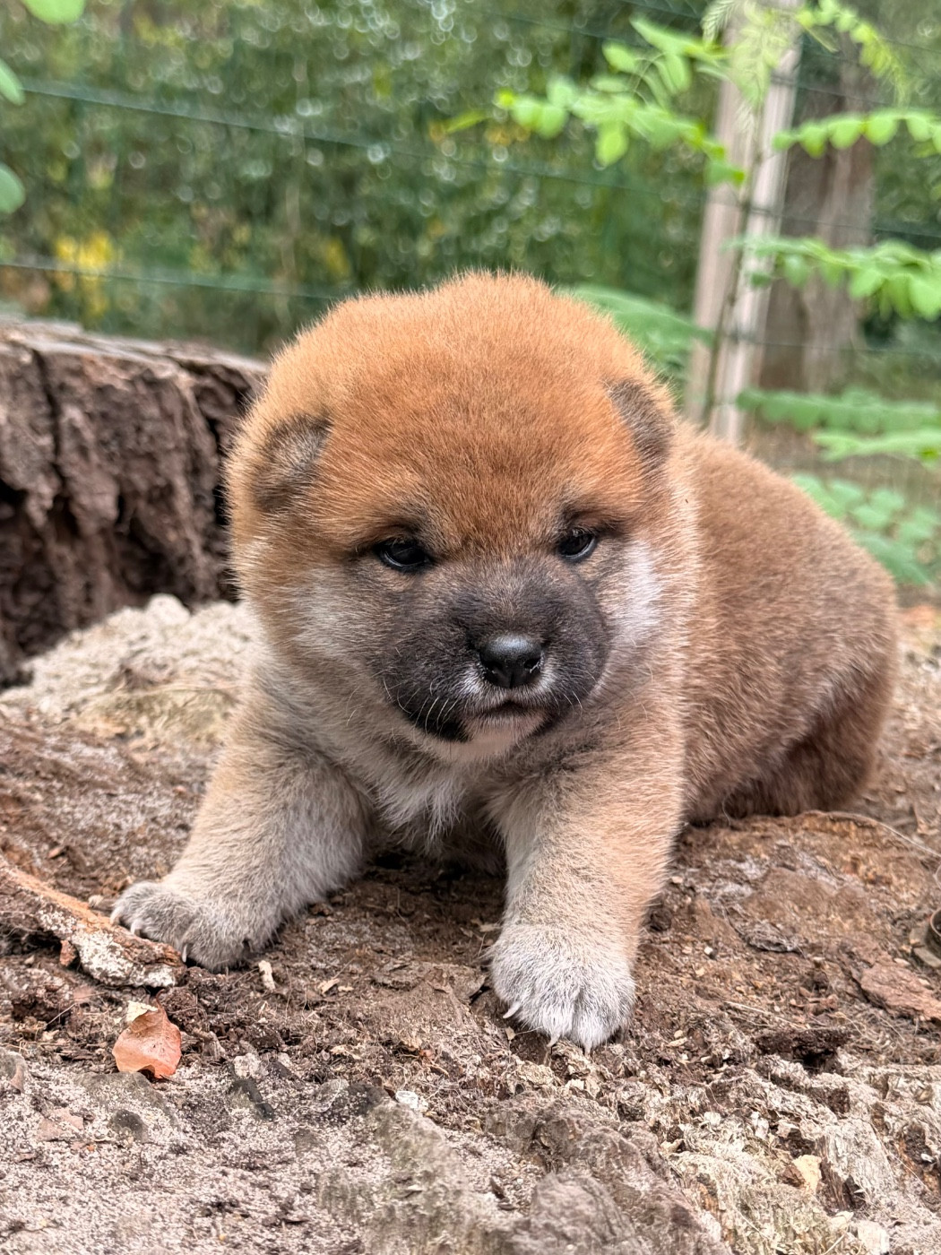 Nippon'ai - Chiots disponibles - Shiba