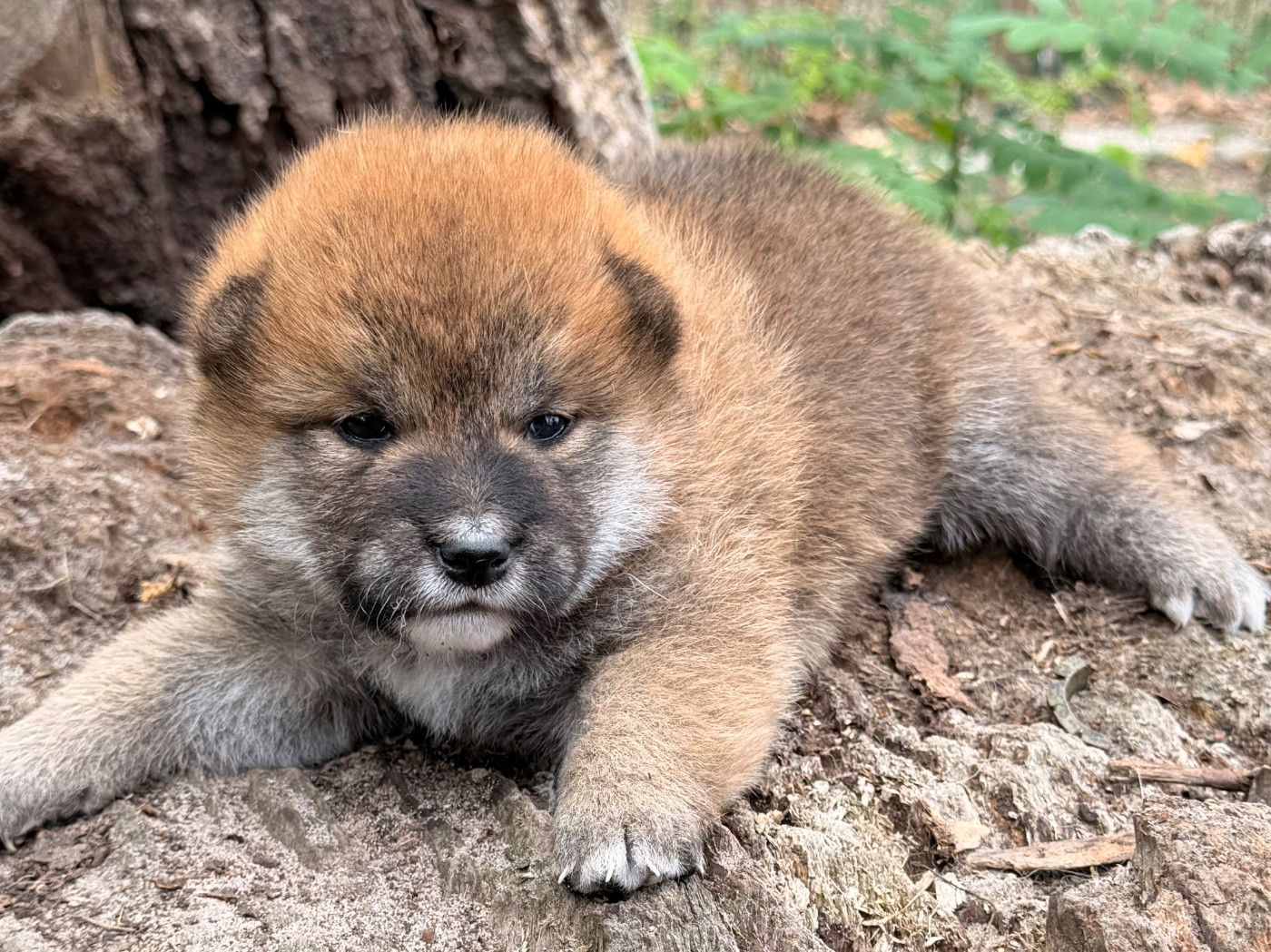 Nippon'ai - Chiots disponibles - Shiba
