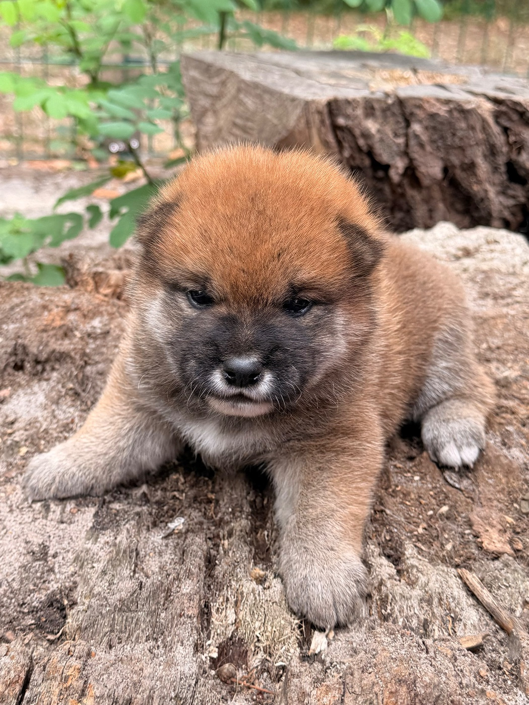 Nippon'ai - Chiots disponibles - Shiba