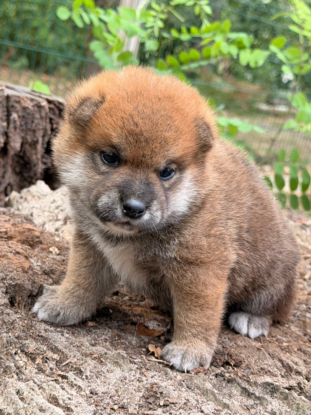 Nippon'ai - Chiots disponibles - Shiba