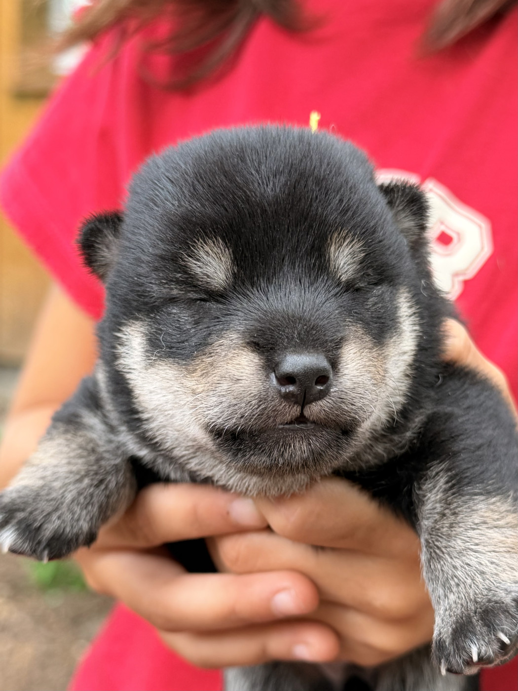 Nippon'ai - Chiots disponibles - Shiba
