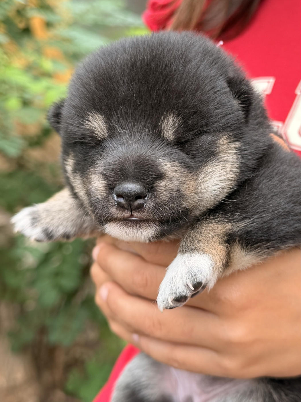 Nippon'ai - Chiots disponibles - Shiba