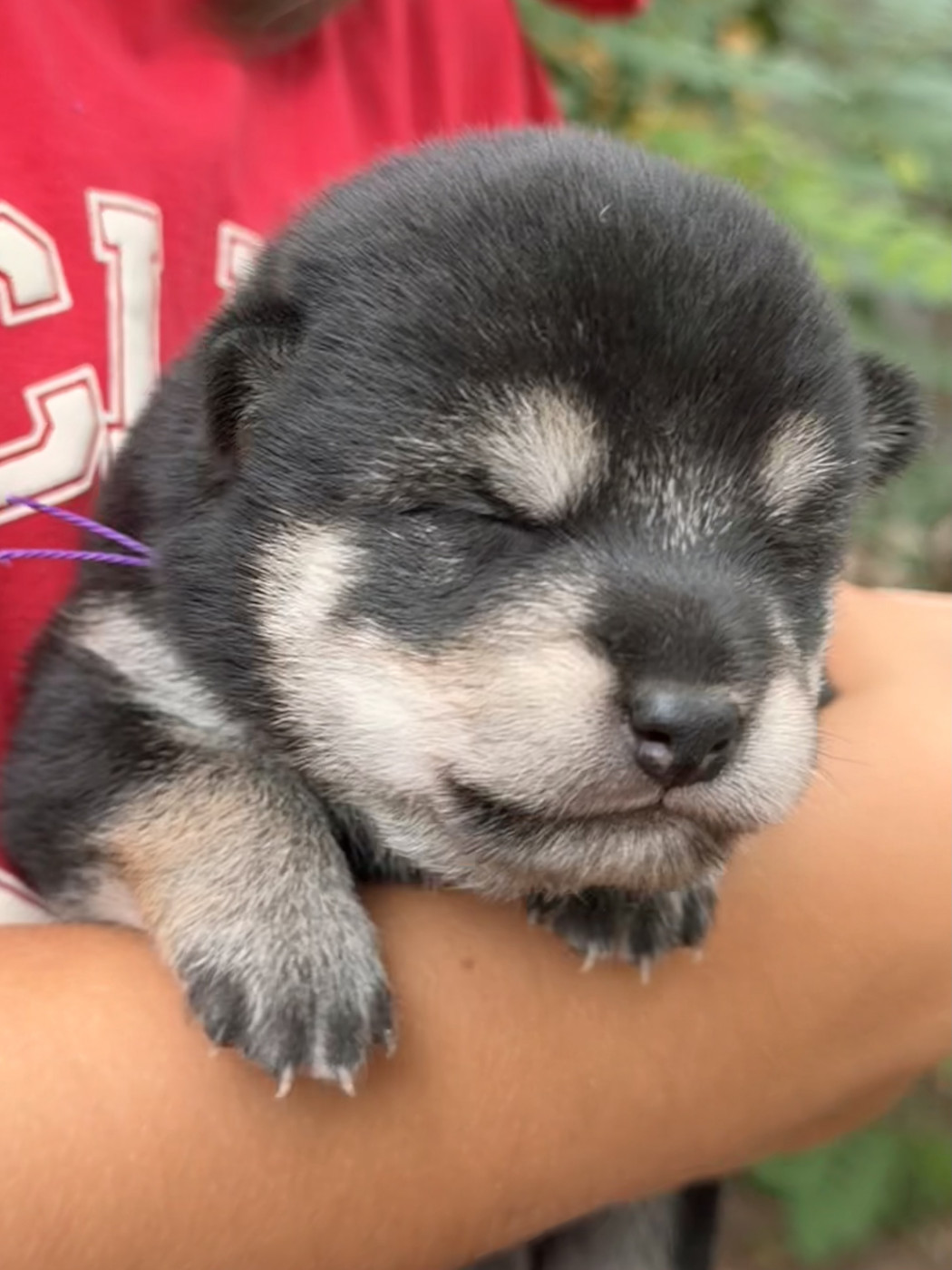 Nippon'ai - Chiots disponibles - Shiba