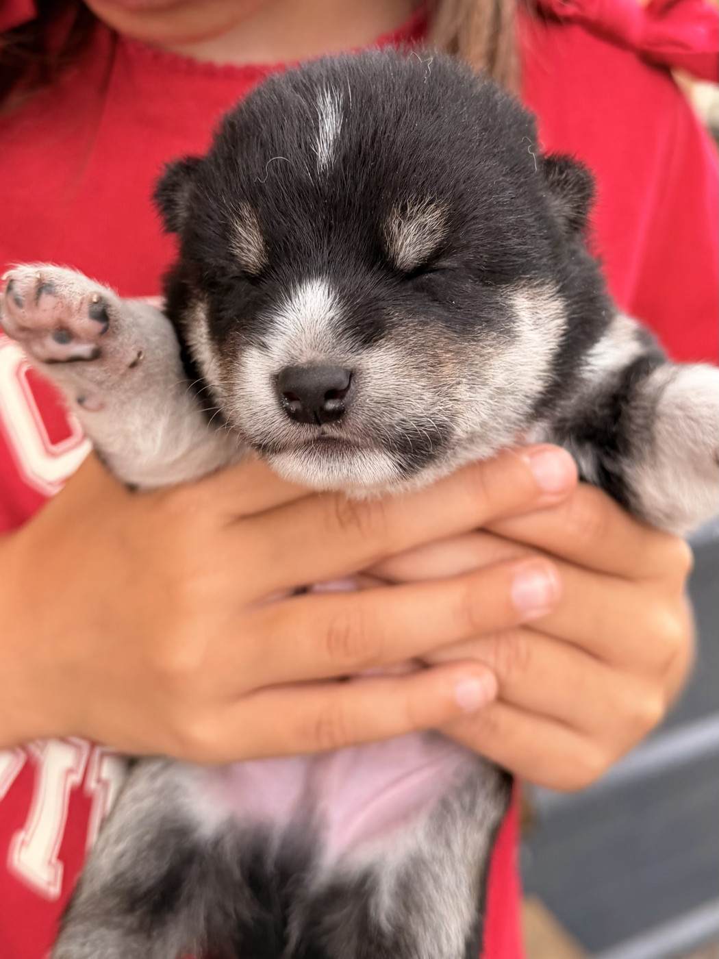 Nippon'ai - Chiots disponibles - Shiba
