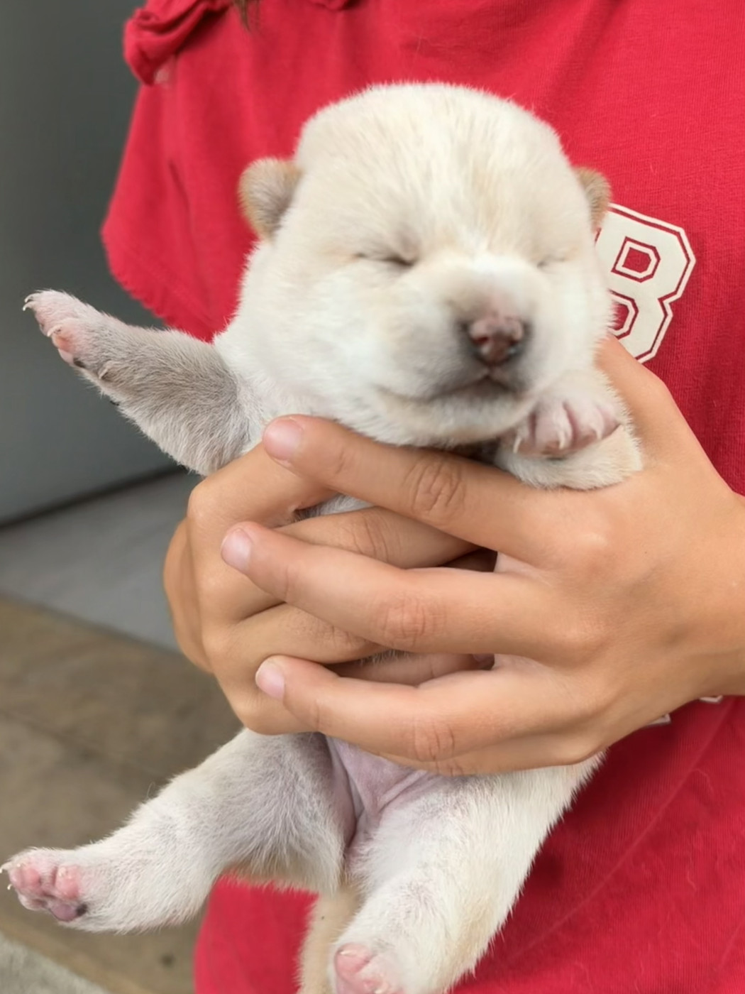 Nippon'ai - Chiots disponibles - Shiba