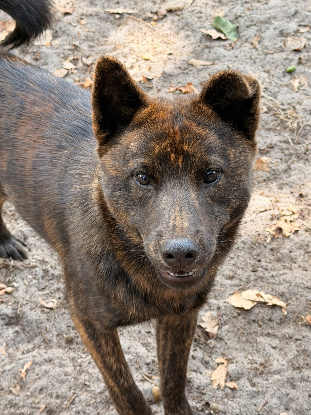 Nippon'ai - Chiots disponibles - Kai