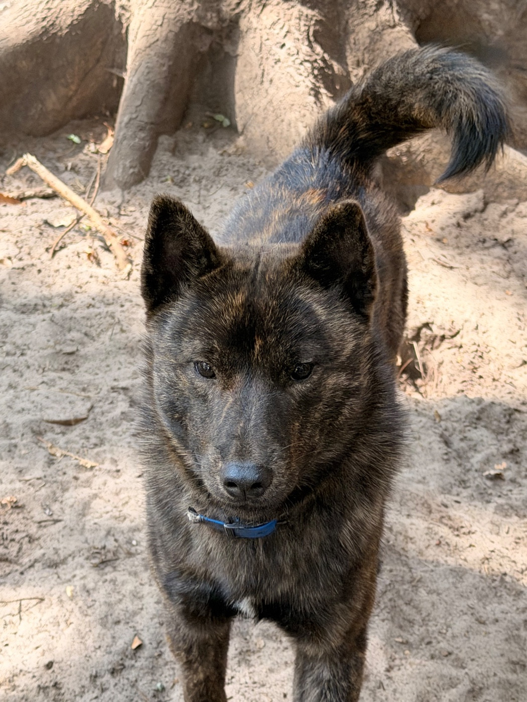 Nippon'ai - Chiots disponibles - Kai