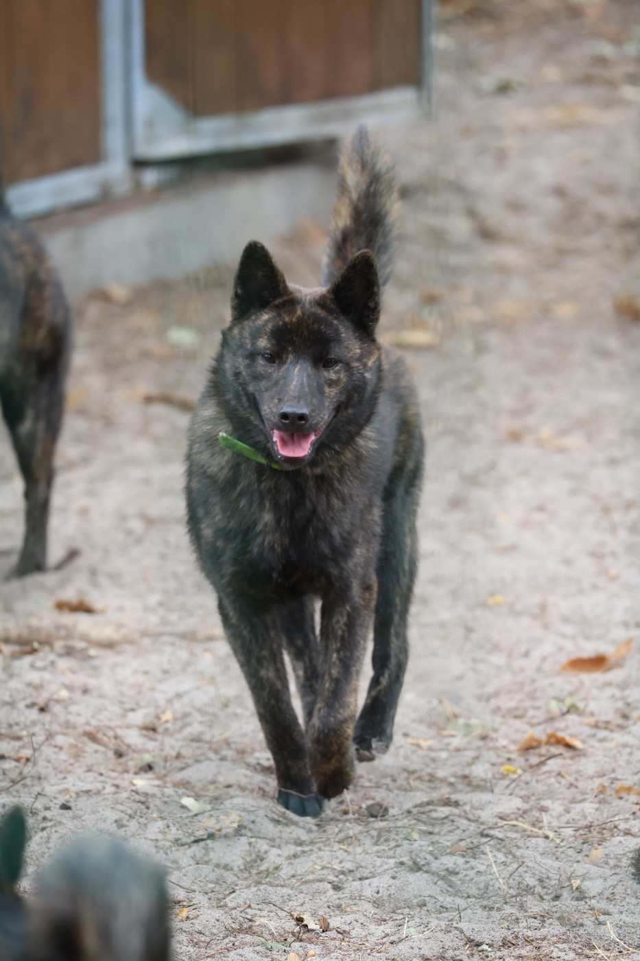 Nippon'ai - Chiots disponibles - Kai