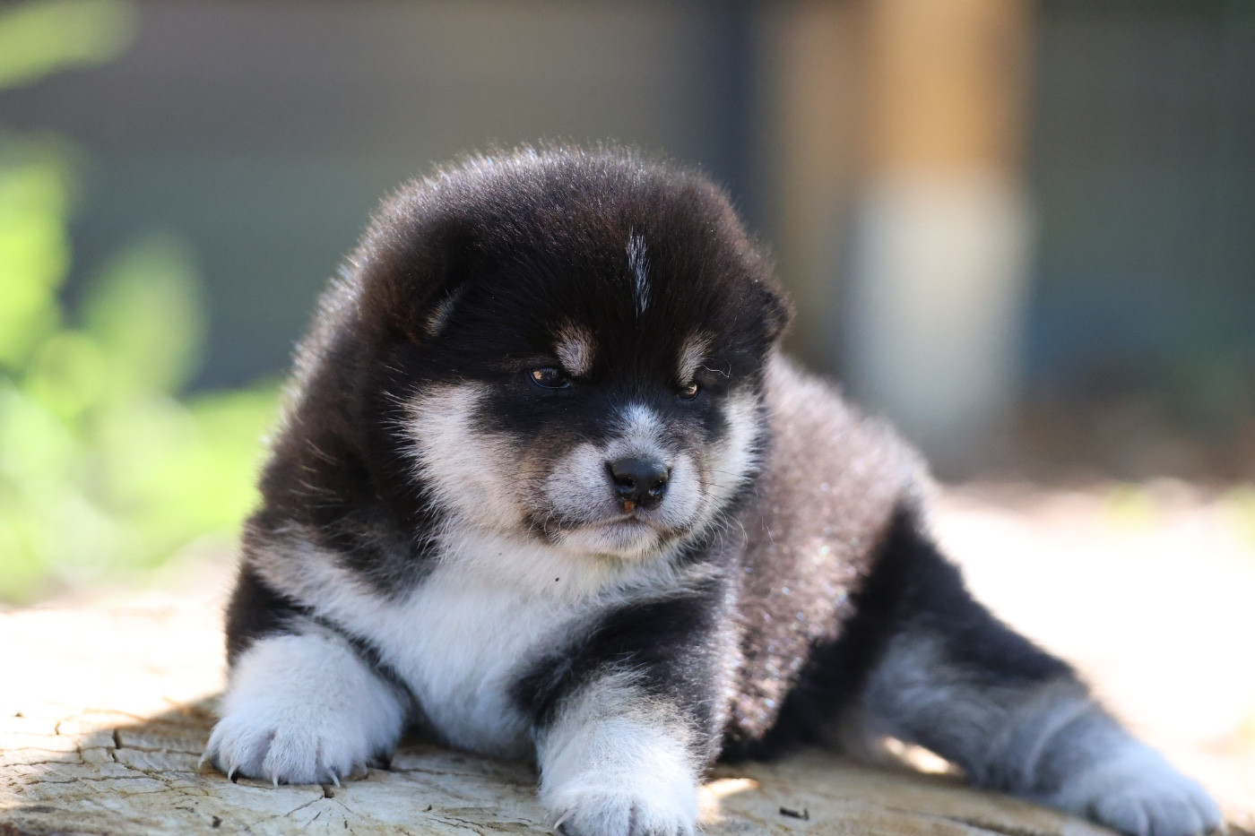Nippon'ai - Chiots disponibles - Shiba