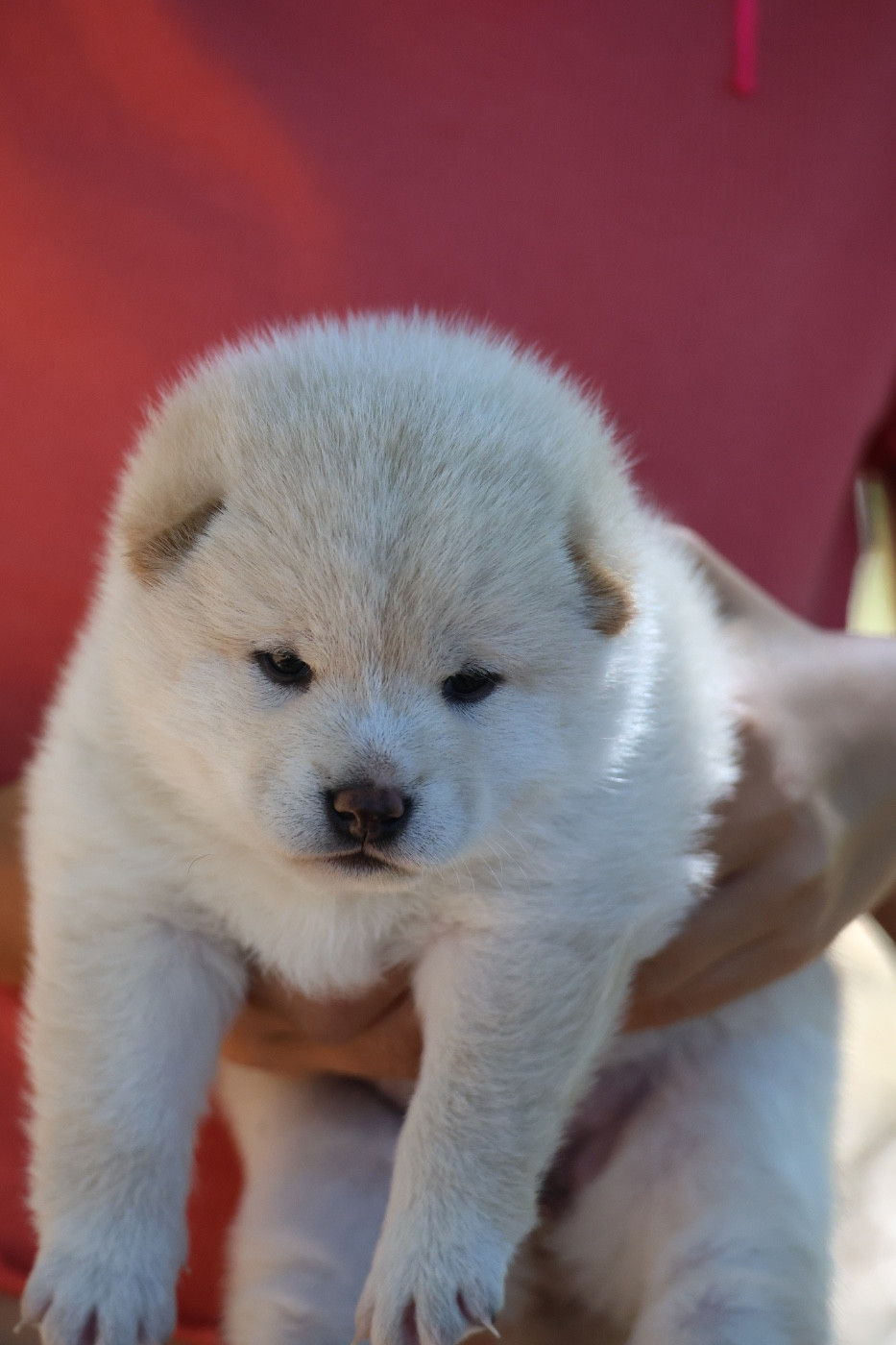Nippon'ai - Chiots disponibles - Shiba