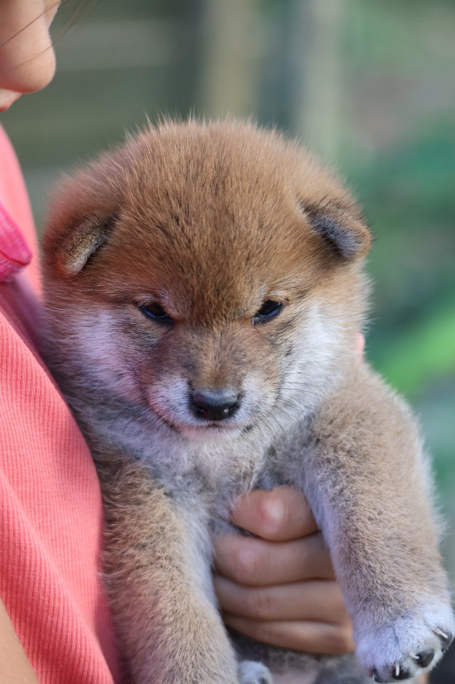 Nippon'ai - Chiots disponibles - Shiba