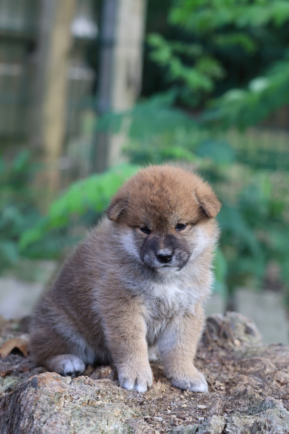 Nippon'ai - Chiots disponibles - Shiba