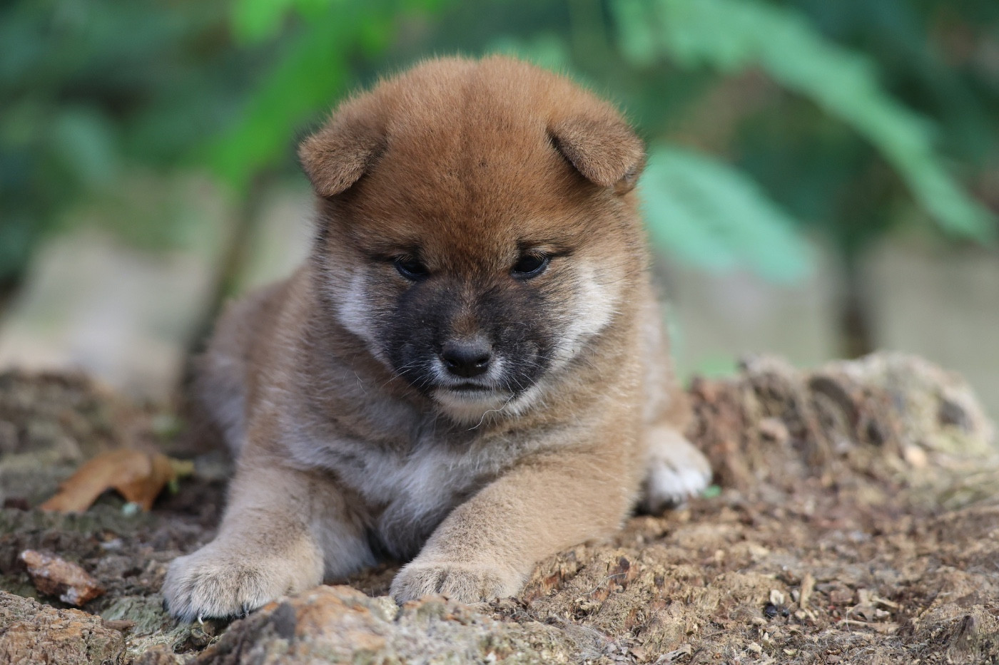 Nippon'ai - Chiots disponibles - Shiba