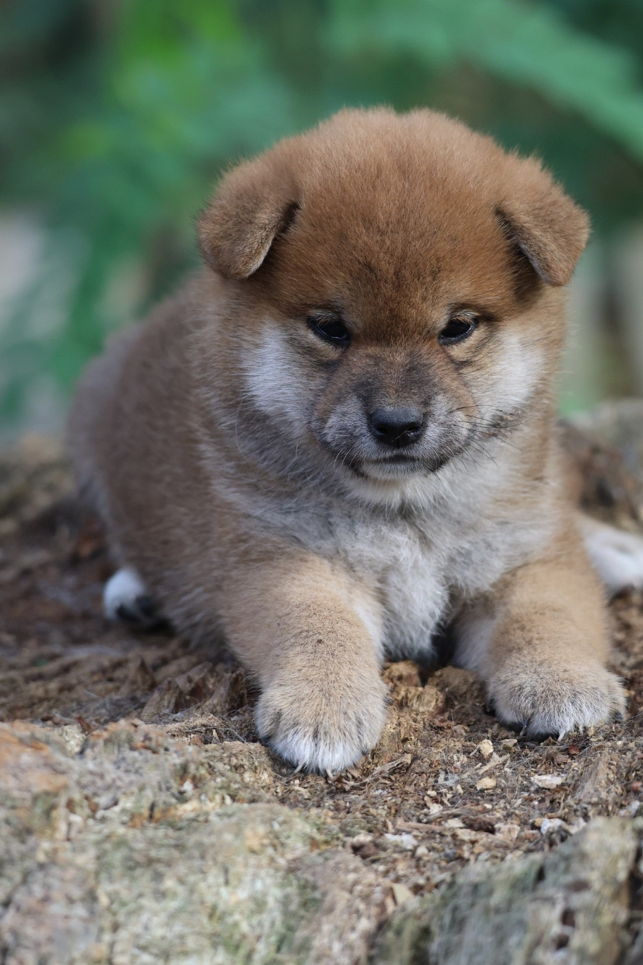 Nippon'ai - Chiots disponibles - Shiba