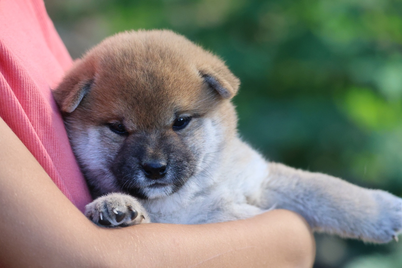 Nippon'ai - Chiots disponibles - Shiba