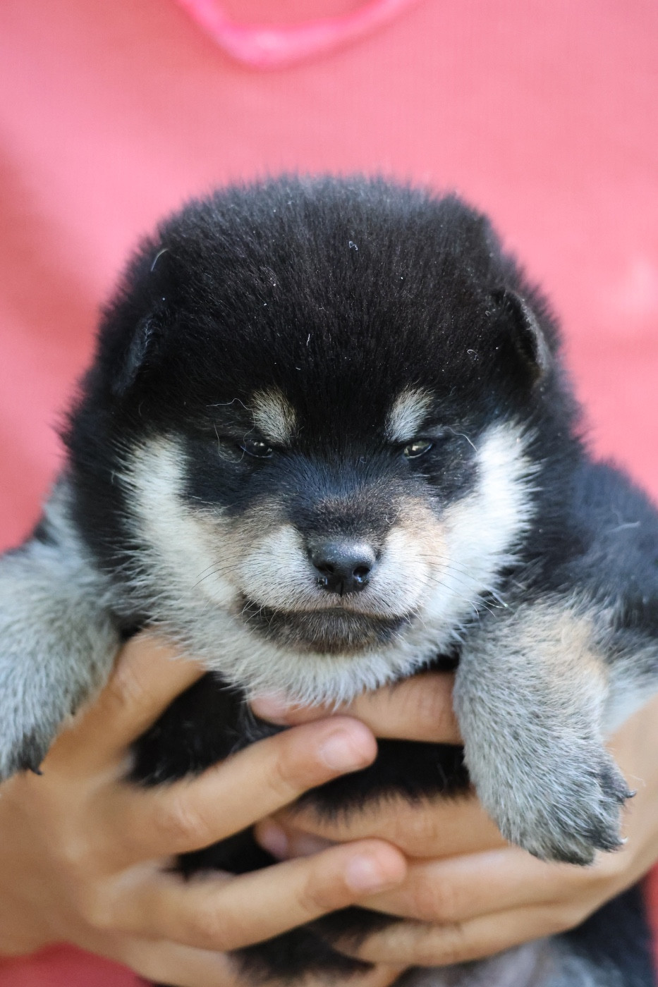 Nippon'ai - Chiots disponibles - Shiba