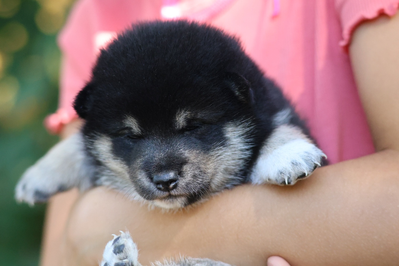 Nippon'ai - Chiots disponibles - Shiba