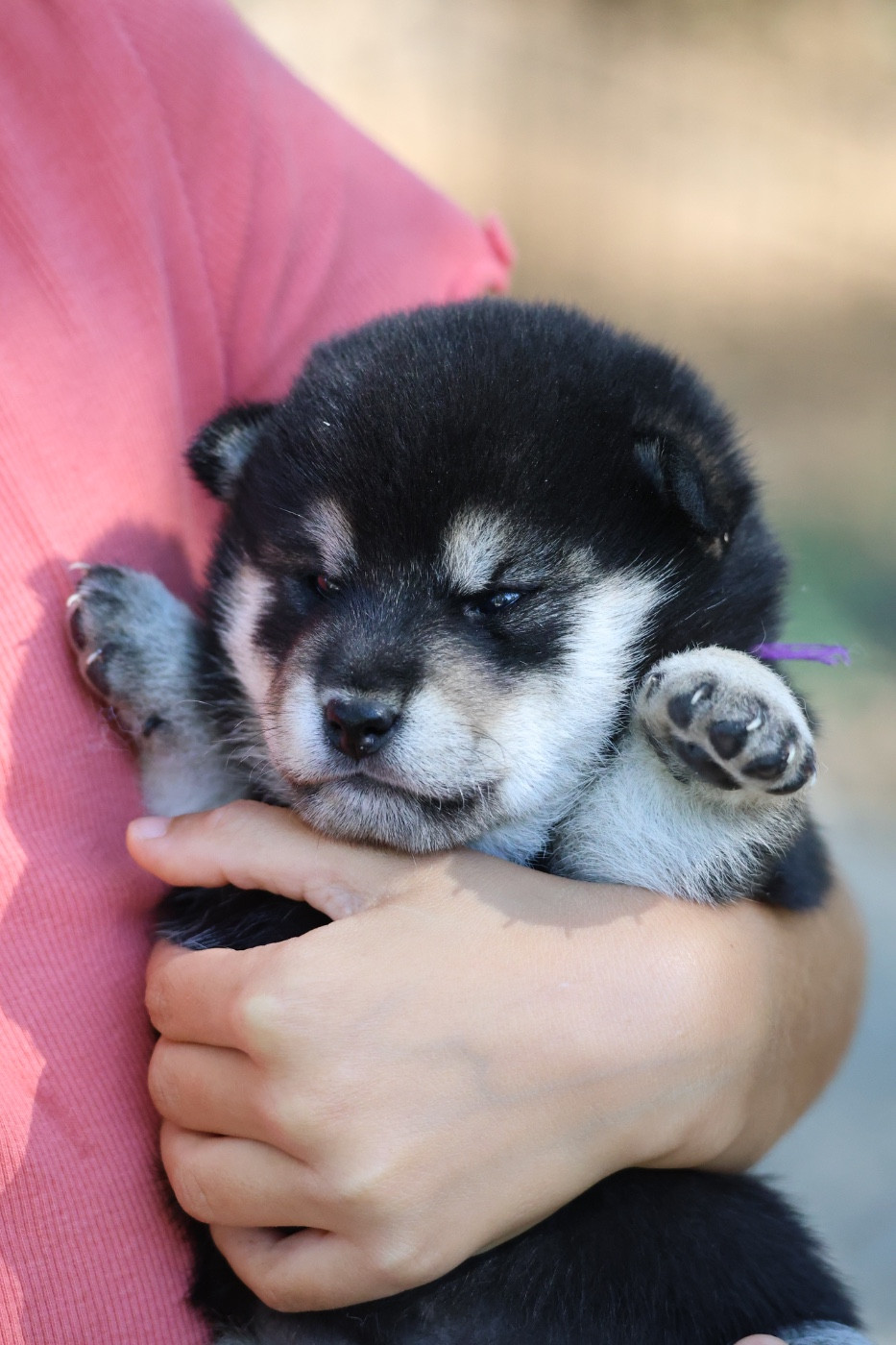 Nippon'ai - Chiots disponibles - Shiba