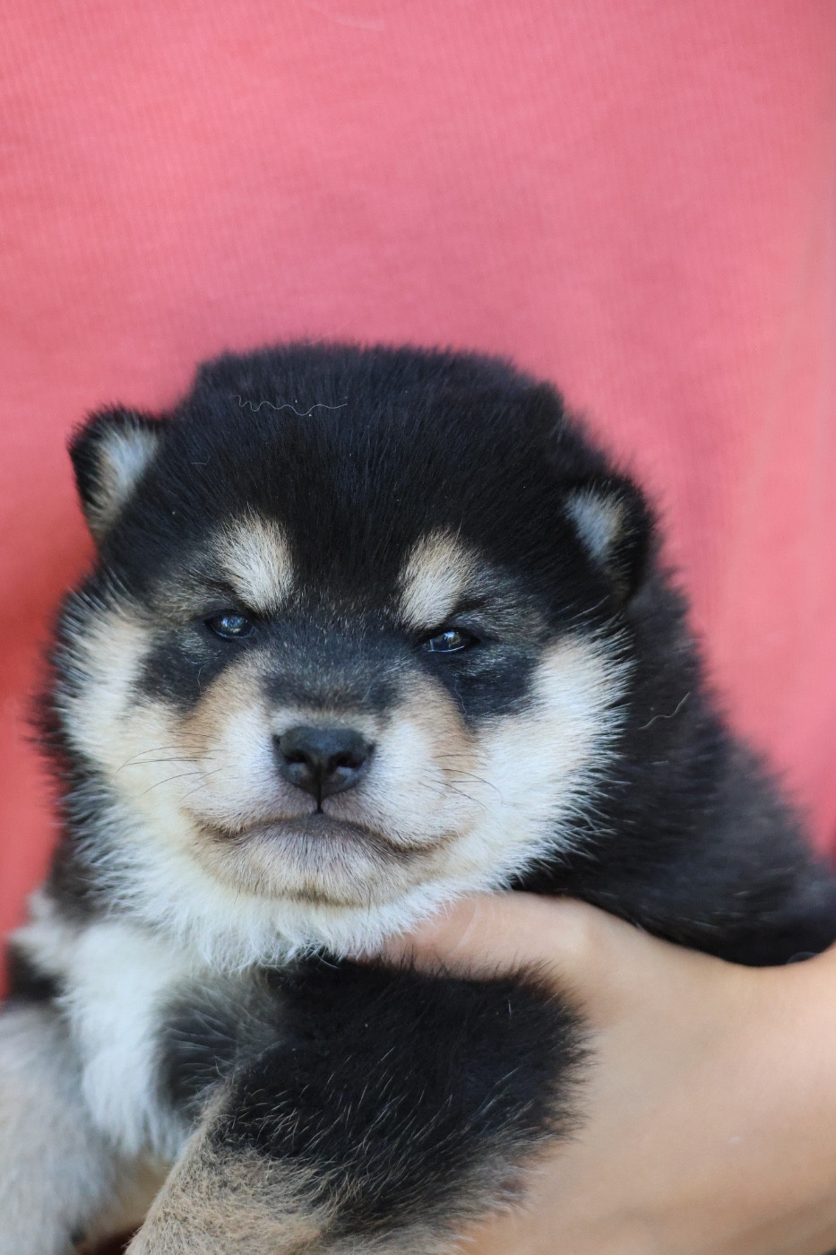 Nippon'ai - Chiots disponibles - Shiba