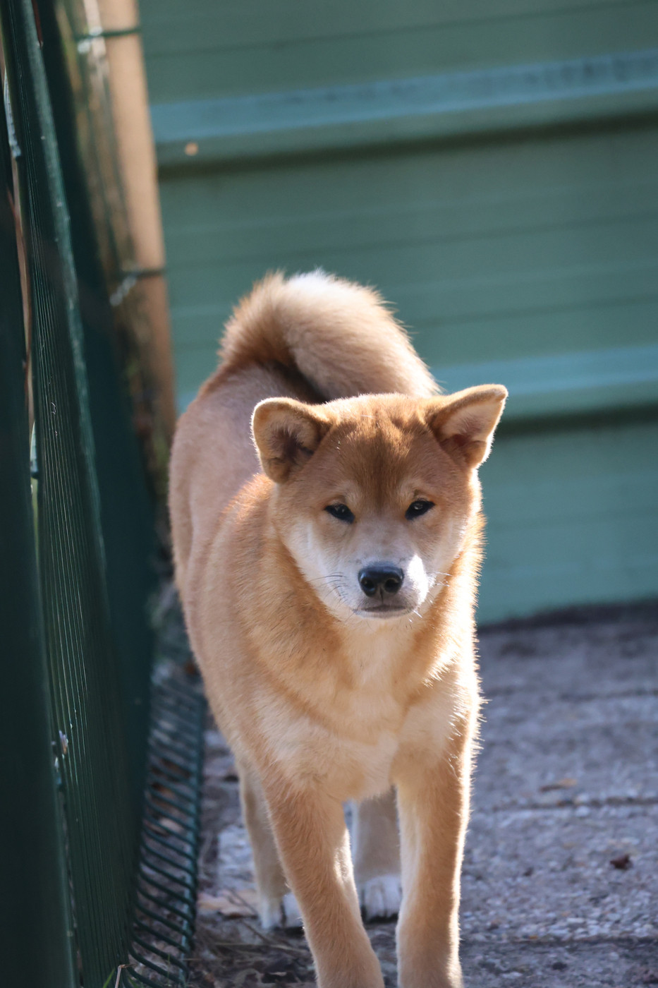 Nippon'ai - Chiots disponibles - Shiba