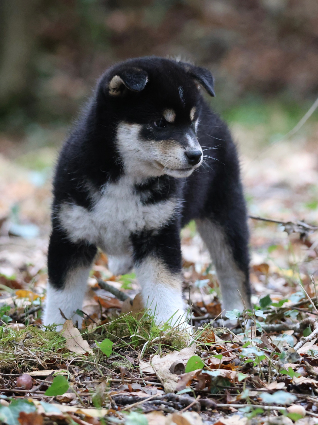 Nippon'ai - Chiots disponibles - Shiba