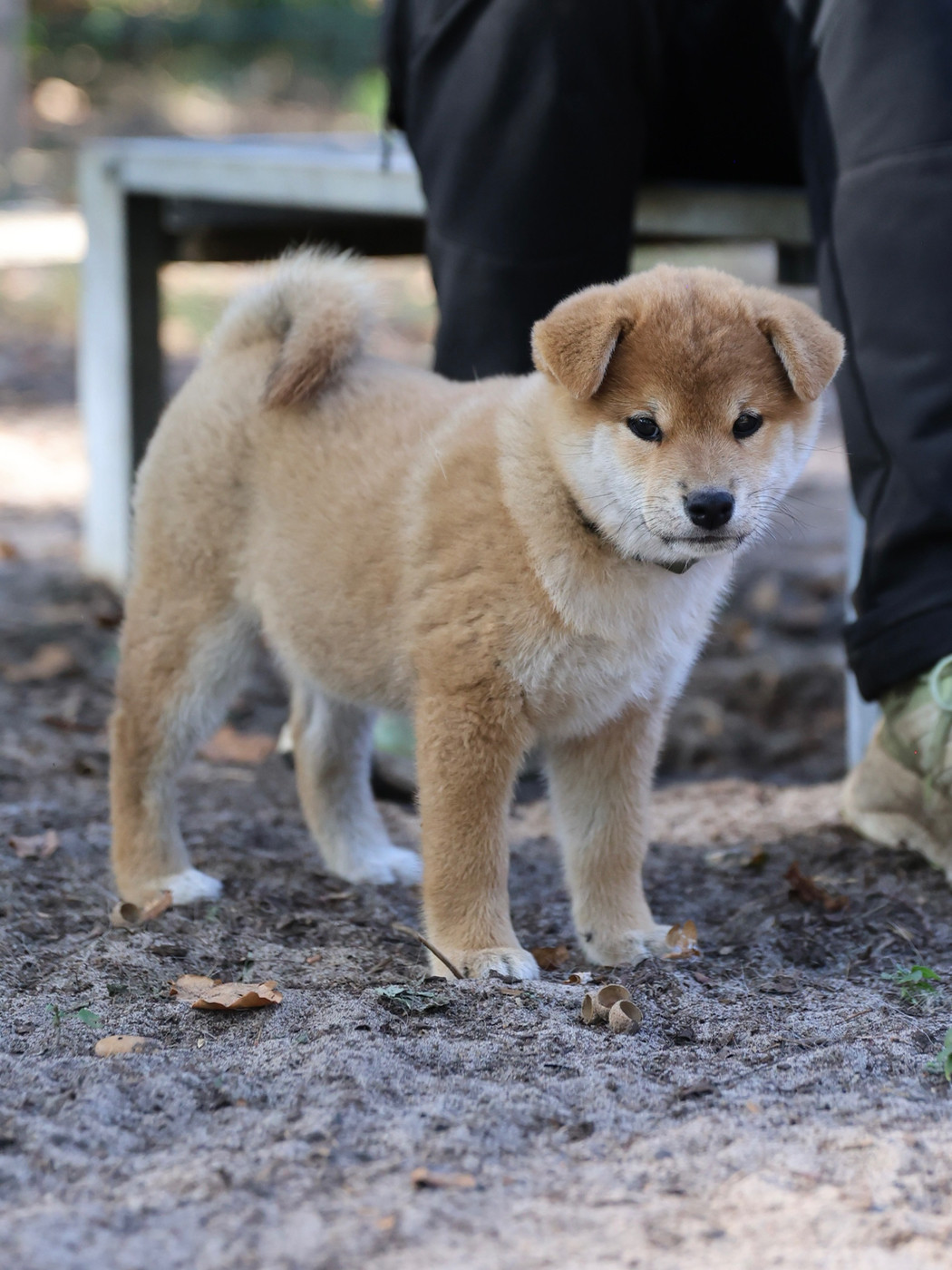 Nippon'ai - Chiots disponibles - Shiba
