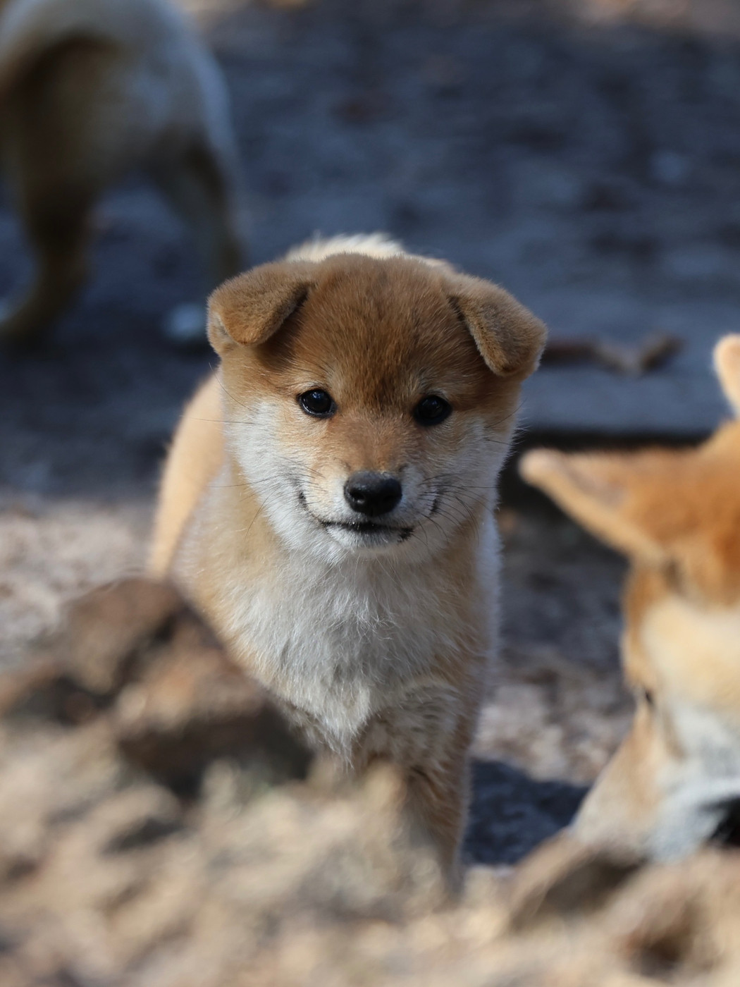 Nippon'ai - Chiots disponibles - Shiba