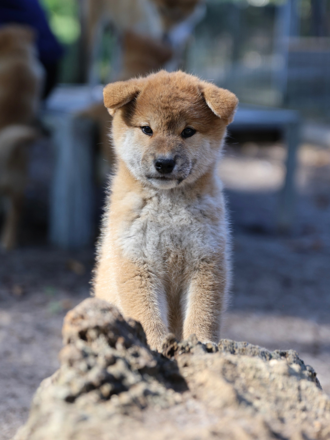 Nippon'ai - Chiots disponibles - Shiba