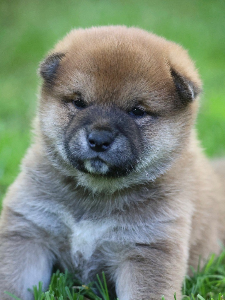 Nippon'ai - Chiots disponibles - Shiba