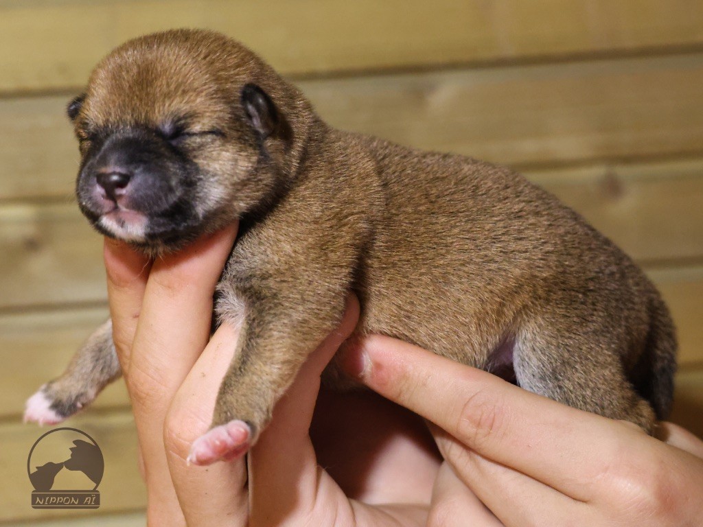 Nippon'ai - Chiots disponibles - Shiba