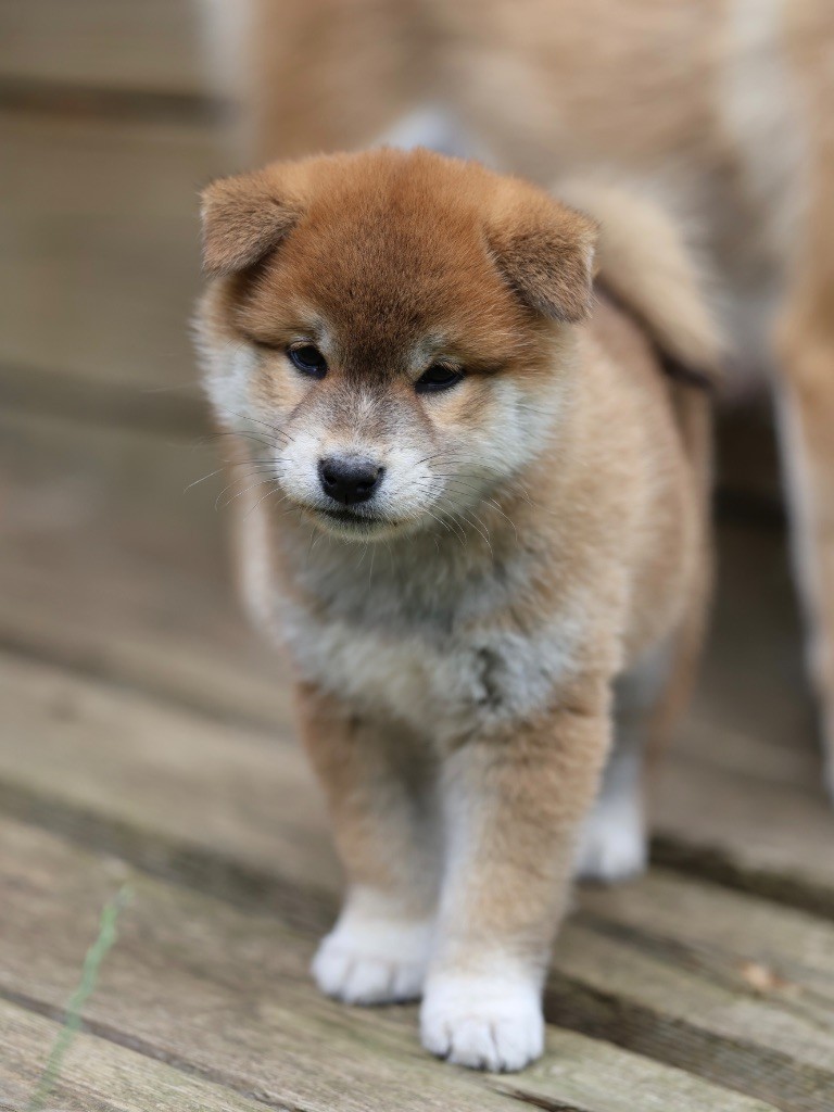 Nippon'ai - Chiots disponibles - Shiba
