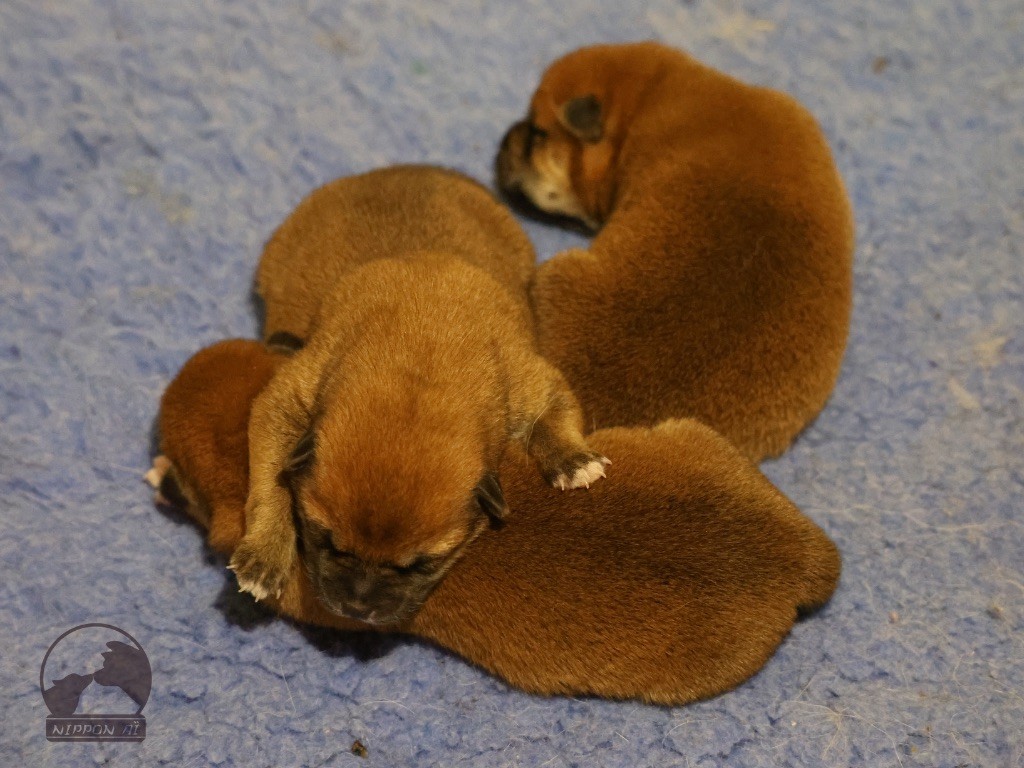 Nippon'ai - Shiba - Portée née le 17/06/2025