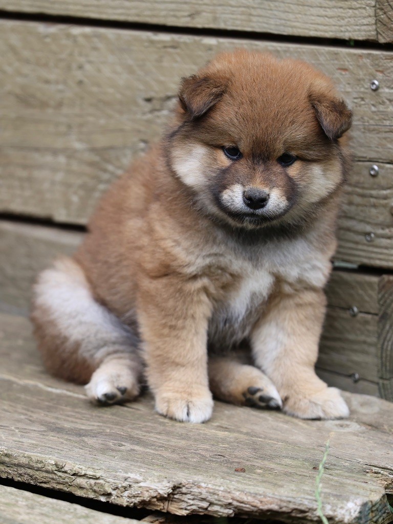 Nippon'ai - Chiots disponibles - Shiba