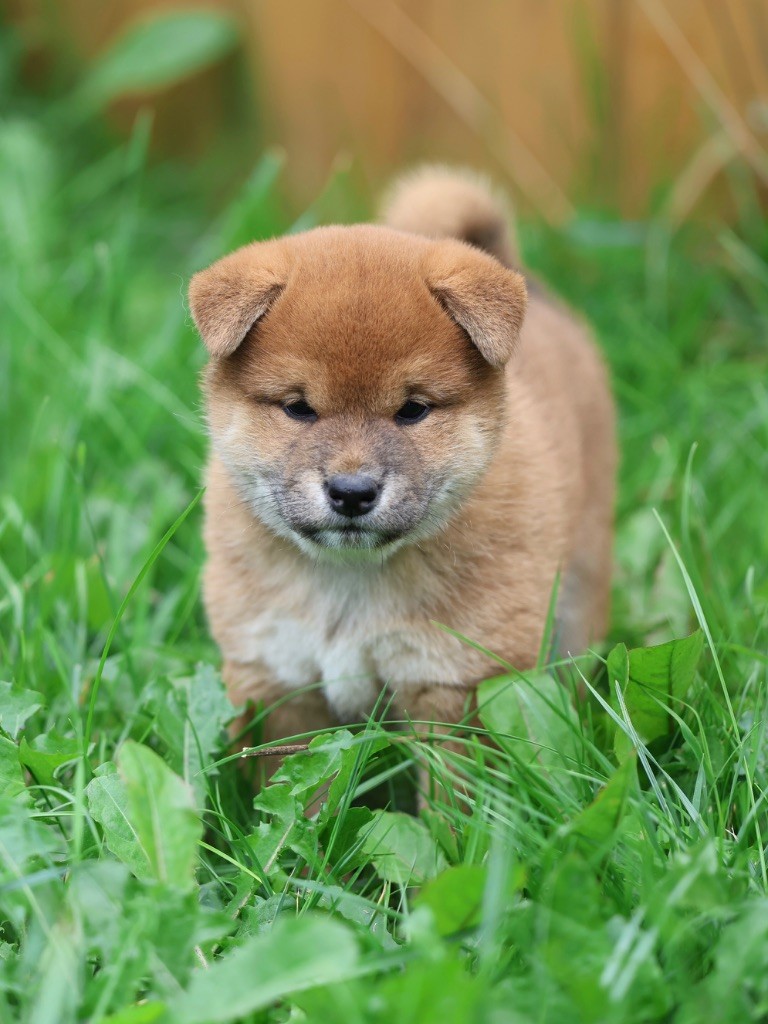 Nippon'ai - Chiots disponibles - Shiba