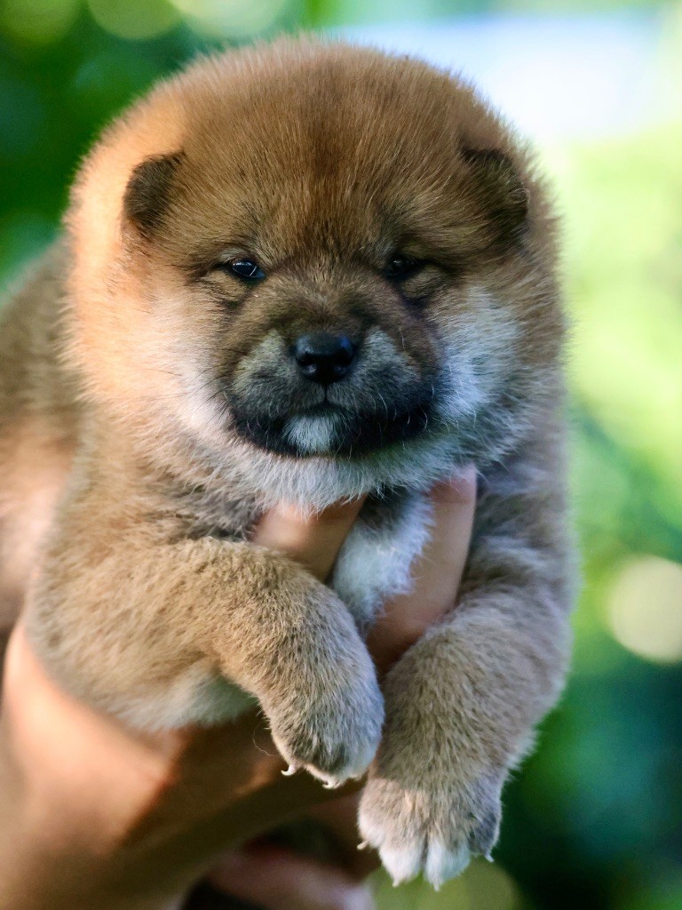 Nippon'ai - Chiots disponibles - Shiba