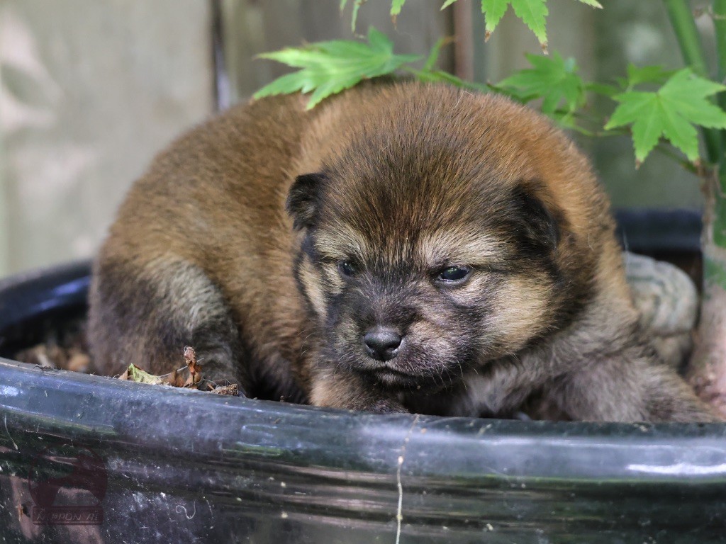 Nippon'ai - Chiots disponibles - Shiba