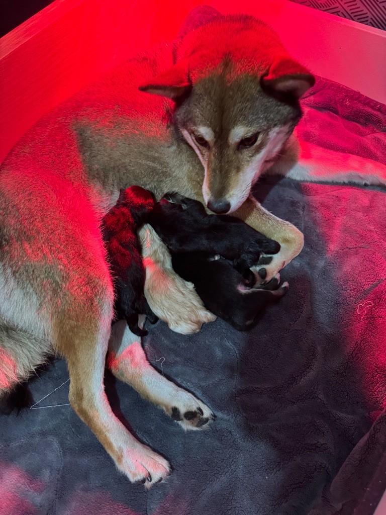 Chiot Shiba Nippon'ai