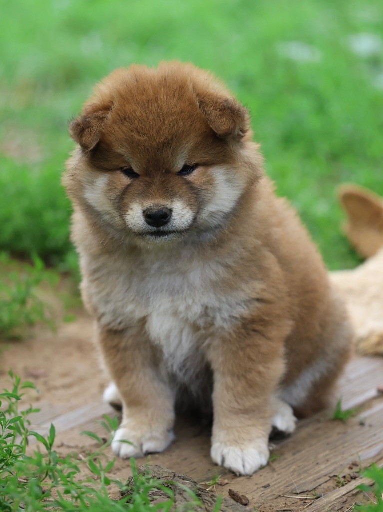 Nippon'ai - Chiots disponibles - Shiba