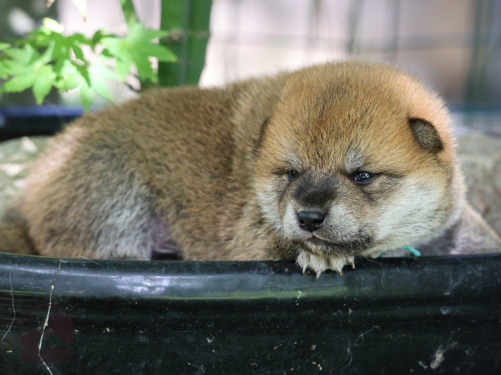 Nippon'ai - Chiots disponibles - Shiba